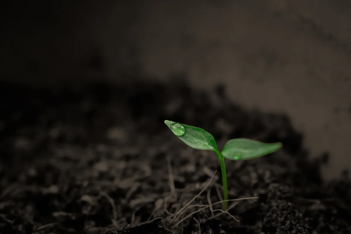 Biodiversität Boden